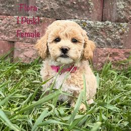 Flora - Cream female Shichon puppy in De Pere, Wisconsin from Kinzor Kennels