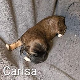 Carisa - Brown and tan female Cockapoo puppy in Sunset, Louisiana from Cano Cockapoos