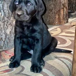 Male 3 - Green - Black Labrador Retriever puppy in Jonesboro, Arkansas from The Retriever Midwife Labrador Retrievers