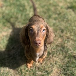 Luna - Dachshund
