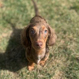 Luna - Dachshund