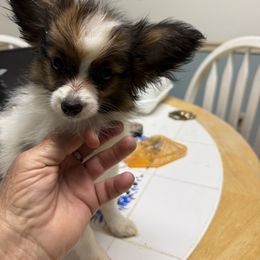 Papillon Puppies from Carousel Papillons