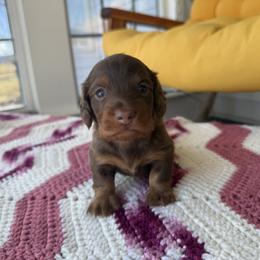 Rolly - Chocolate and tan male Dachshund puppy in Red Oak, Oklahoma from S&H Teenie Weenie Dachshunds