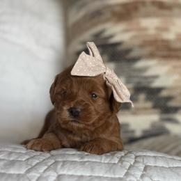 Magnolia - Red  female Goldendoodle puppy in Queen Creek, Arizona from Sunny Doodles