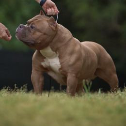 Tyrone - American Bully