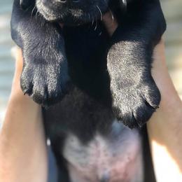 Doberman Pinschers and Labrador Retrievers from Buckfever Kennels