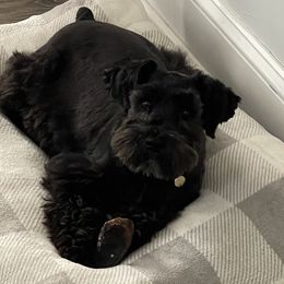 Novah - Miniature Schnauzer