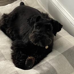 Novah - Miniature Schnauzer