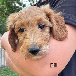 Bill - Red  male Goldendoodle puppy in Golden, Colorado from Golden Mesa Doodles