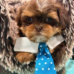 Gizmo - Brown male Shihpoo puppy in Cooper City, Florida from Jenny La Bone