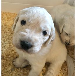 Golden Retriever Puppies from Lava Rock Adventures