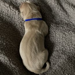 Boy 2 - Golden male Golden Retriever puppy in Dry Fork, Virginia from Sarah Johnson