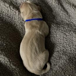 Boy 2 - Golden male Golden Retriever puppy in Dry Fork, Virginia from Sarah Johnson