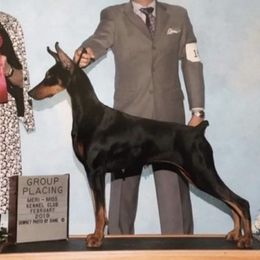 Layla - Doberman Pinscher