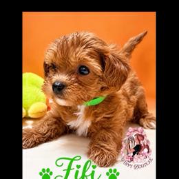 Fifi - Brown female Maltipoo puppy in Concord, California from Puppy Boutique