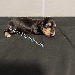 Figgy Puddin' - Black and cream female Dachshund puppy in Copperas Cove, Texas from Isalyn Dachshunds