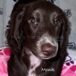 MONK - Chocolate male Dachshund puppy in Shelton, Connecticut from Piper’s Tree Dachshunds