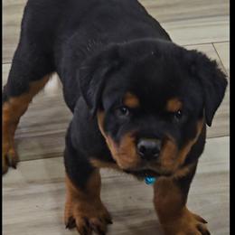 Blue boy - Black and mahogany female Rottweiler puppy in Lake City, Florida from Haus Der Wut Kennels