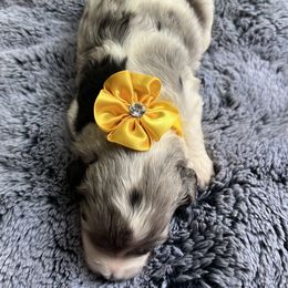 Aussiedoodle Puppies from Kiki’s Doodles