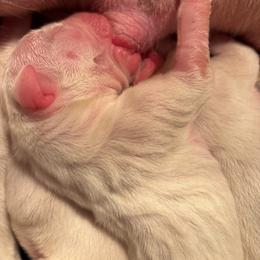 Ezequiel - White male Dogo Argentino puppy in Winter Haven, Florida from El Riachuelo Dogo Argentino
