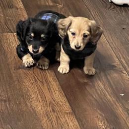 Dachshund Puppies from Logan’s Dashing Dachshunds