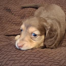 Dachshund Puppies from Dax Place