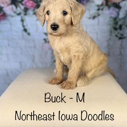 Buck - Cream male Goldendoodle puppy in Cedar Falls, Iowa from Northeast Iowa Doodles