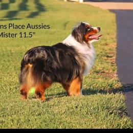 Miniature American Shepherd and Miniature Australian Shepherd Puppies from Donna baumann