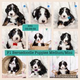 Bearded Retriever, Bernedoodle, and Poodle Puppies from Doodle Belle Puppy