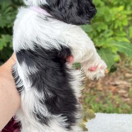 Lavender Bow - Black and tan female Havapoo puppy in Evart, Michigan from Northern’s Cute Cuddly Cava Poos