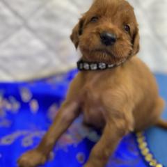 Black collar - Mahogany male Irish Setter puppy in Choctaw, Oklahoma from Heartland Irish Setters