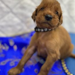 Black collar - Mahogany male Irish Setter puppy in Choctaw, Oklahoma from Heartland Irish Setters
