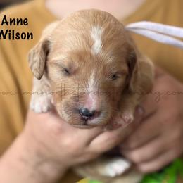 Anne Wilson - Cream female Goldendoodle puppy in Lancaster, Minnesota from North Star Dog Training