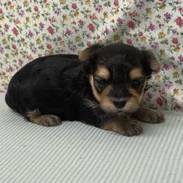 Girl 2 - Black & tan tri-color female Morkie puppy in Monticello, Iowa from Ashley’s Puppies