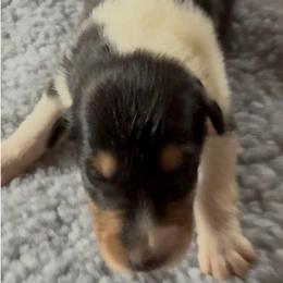 Bianca - Black white and tan female Collie puppy in Malvern, Arkansas from Lost Acres Collies