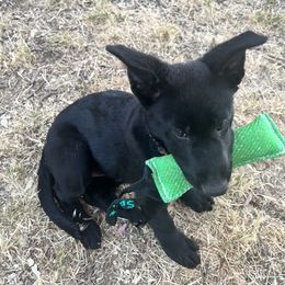 German Shepherd Puppies from KVA Shepherds