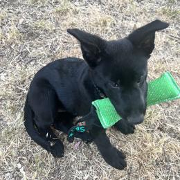 German Shepherd Puppies from KVA Shepherds
