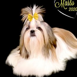 Marlo  - Shih Tzu