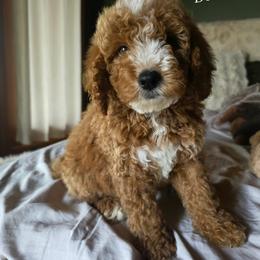 Bernedoodle and Goldendoodle Puppies from 4goldendoodles
