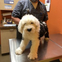 Old English Sheepdog All Grown Up from Redings Retreat