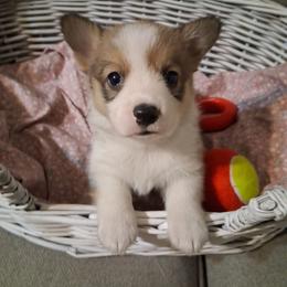 Loreal - Red female Pembroke Welsh Corgi puppy in Gaffney, South Carolina from Battlefield Kennels