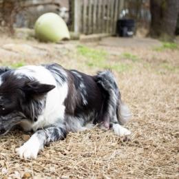 Australian Shepherds and Pomeranians from Liza’s Aussies & Poms