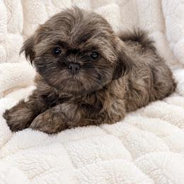 Everly - Lilac female Shih Tzu puppy in Tallahassee, Florida from Bows and Bow Ties