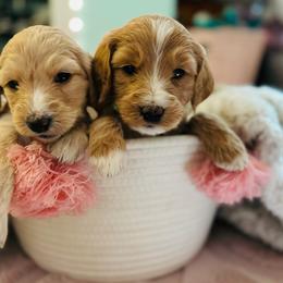 Goldendoodle Puppies from Ruby’s Goldendoodles