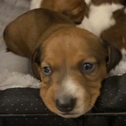 Dachshund Puppies from M5 Dachshunds