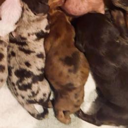 Asher - Dapple male Dachshund puppy in Fontana, California from DOXI.E.