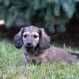 Winnie - Cream female Dachshund puppy in Crystal, Michigan from Mare-bella Dachshunds