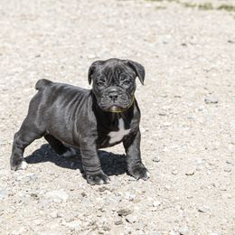 Olde English Bulldogge Puppies from ABK Bulldogges