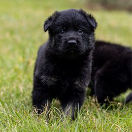 Rune - Bi-color male German Shepherd puppy in Hammond, Louisiana from Von LaMarca German Shepherds