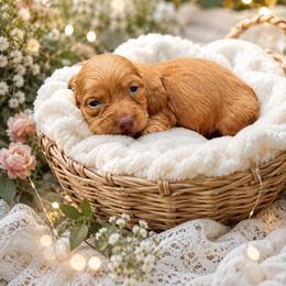 Dachshund puppies from White Oak Kennels